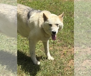 Mother of the Siberian Husky puppies born on 04/04/2025