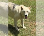 Small Photo #1 Siberian Husky Puppy For Sale in STANARDSVILLE, VA, USA