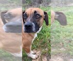 Small #10 Beagle-Mountain Cur Mix