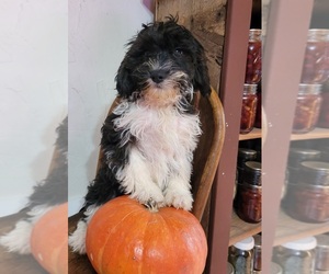 Cavapoo-Goldendoodle Mix Puppy for sale in WEST BROOKFIELD, MA, USA