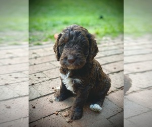 English Springer Spaniel-Goldendoodle Mix Puppy for sale in WEAVERVILLE, NC, USA