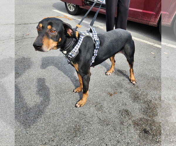 Medium Photo #24 Mutt Puppy For Sale in Mount Laurel, NJ, USA