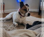 Small #3 American Pit Bull Terrier Mix