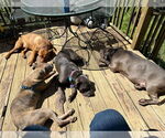 Small #11 American Pit Bull Terrier Mix