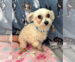 Small #1 Maltese