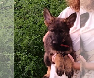 German Shepherd Dog Puppy for sale in LAWRENCEBURG, KY, USA