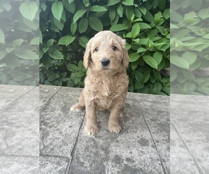 Goldendoodle Puppy for Sale in MEDINA, Ohio USA