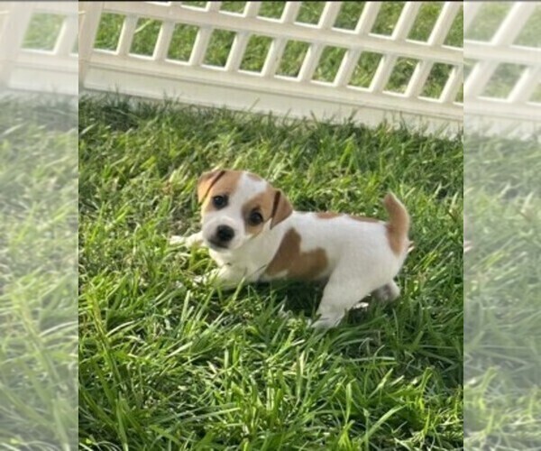 Medium Photo #2 Jack Russell Terrier Puppy For Sale in LEDBETTER, TX, USA