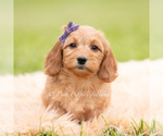 Small Photo #103 Goldendoodle (Miniature) Puppy For Sale in WARSAW, IN, USA