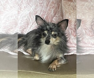 Father of the French Bullhuahua puppies born on 05/15/2025