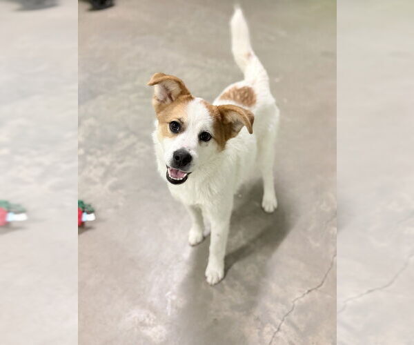 Medium Photo #3 Saint Bernard-Unknown Mix Puppy For Sale in Elmsford, NY, USA