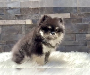 Pomeranian Puppy for sale in DALLAS, TX, USA