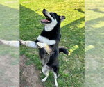 Small #4 Huskies -Shiba Inu Mix
