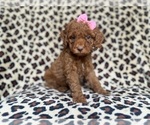 Small #6 Cockapoo (Miniature)