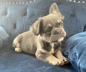 French Bulldog Puppy for sale in MEMPHIS, TN, USA