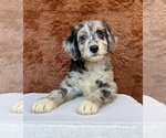 Small #6 Aussiedoodle