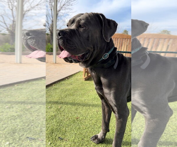 Medium Photo #5 Mutt Puppy For Sale in Goodyear, AZ, USA