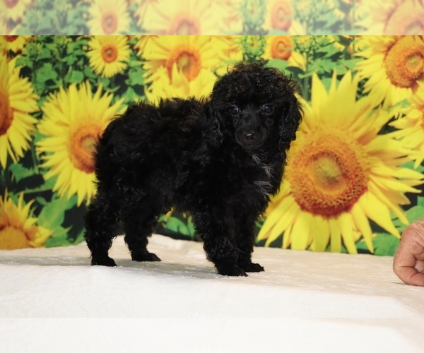 Medium Photo #9 Poodle (Toy) Puppy For Sale in DYERSBURG, TN, USA