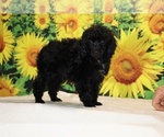 Pedro - Male Poodle (Toy) Puppy for Sale - Photo #9