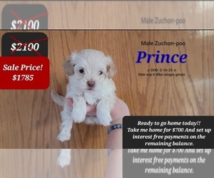 Poodle (Toy)-Zuchon Mix Puppy for sale in TUCSON, AZ, USA