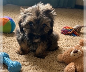 Mal-Shi Puppy for sale in VIRGINIA BEACH, VA, USA