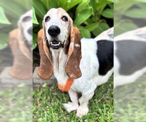 Basset Hound Dogs for adoption in Deepwater, NJ, USA