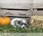 Small Photo #1 Zuchon Puppy For Sale in WORTHINGTON, IN, USA