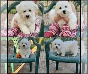 Bichon Frise Puppy for sale in WEATHERFORD, OK, USA