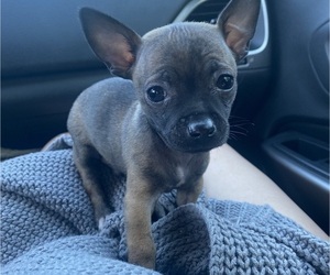 Chihuahua Puppy for sale in CASTLE HAYNE, NC, USA