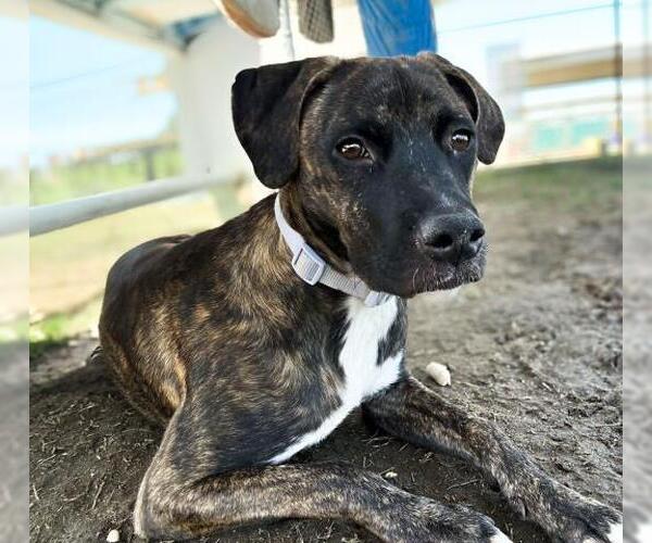 Medium Photo #2 American Pit Bull Terrier-Unknown Mix Puppy For Sale in Bakersfield, CA, USA