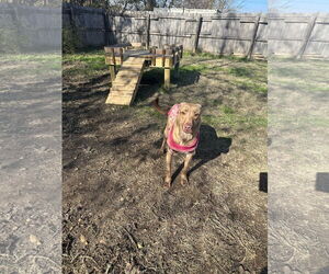 April - Female Labrador Retriever-Unknown Mix Dog for Adoption - Photo #2