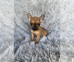 French Bulldog Puppy for sale in BEECH GROVE, IN, USA