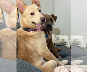 Cairo - Male Siberian Husky-Unknown Mix Dog for Adoption - Photo #2