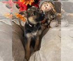 Small Photo #1 German Shepherd Dog Puppy For Sale in HEBRON, IN, USA