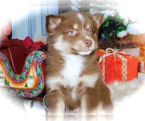 Pomsky Puppy for sale in HAMMOND, IN, USA