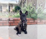 Small Photo #6 Belgian Malinois Puppy For Sale in BAKERSFIELD, CA, USA