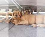 Small #48 Golden Retriever