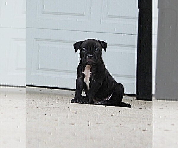 Medium Photo #2 American Bully Puppy For Sale in COLUMBIA, MO, USA