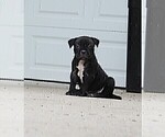 Small Photo #2 American Bully Puppy For Sale in COLUMBIA, MO, USA