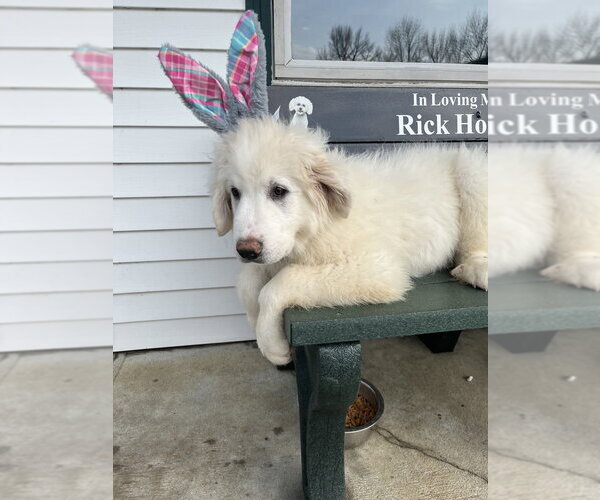 Medium Photo #3 Great Pyrenees Puppy For Sale in Osgood, IN, USA
