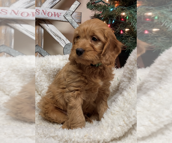 Medium Photo #4 Goldendoodle (Miniature) Puppy For Sale in HULL, IA, USA