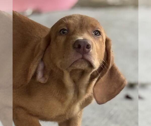 Medium Photo #1 Labbe Puppy For Sale in Yardley, PA, USA