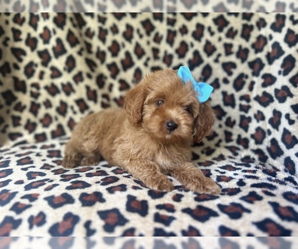 Medium Photo #8 Cock-A-Poo Puppy For Sale in LAKELAND, FL, USA