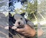 Small #1 Boston Terrier