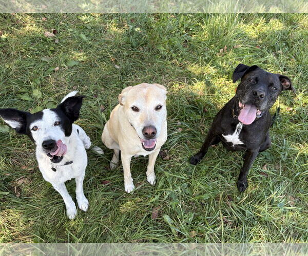 Medium Photo #8 Mutt Puppy For Sale in Rootstown, OH, USA