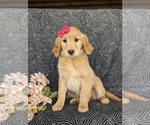 Small Photo #2 Golden Retriever Puppy For Sale in KIRKWOOD, PA, USA