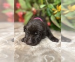 Image preview for Ad Listing. Nickname: black chocolate