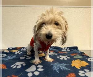 Maltese Dogs for adoption in HESPERIA, CA, USA