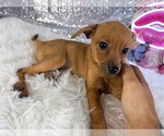 Hannah - Female Rat-Cha Puppy for Sale - Photo #4