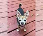 Small #26 Chihuahua Mix
